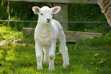 A Lamb; Dublin Ireland