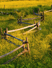 A Wooden Rail Fence Surrounded By Yellow Wildflowers; Fulford, Quebec, Canada