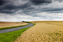 A Road Winding Between Two Wheat Fields; Scottish Borders, Scotland