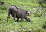 Fototapeta Sawanna - Female warthog feeds on grass in the swampy floodplain.