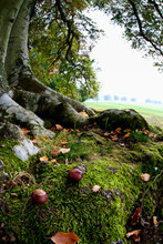Nuts And Fallen Leaves At The Foot Of A Tree; Scottish Borders, Scotland