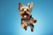 Yorkshire Terrier Dog Jumping on Blue Background