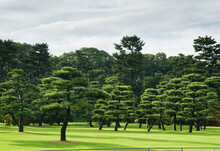 Lush Trees On A Manicured Lawn; Tokyo Japan