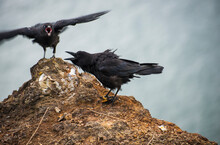 American Crows (Corvus Brachyrhynchos) Express Emotions; Cannon Beach, Oregon, United States Of America