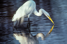 A Great Egret (Ardea Alba) Stalks Prey; Fort Meyers, Florida, United States Of America