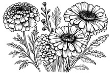 Sketch Drawn Bouquet Of Flowers Calendula Officinalis Or Marigold