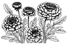 Sketch Bouquet Calendula Vector Drawing. Isolated Medical Flower And Leaves. Herbal Engraved Style Illustration.