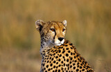 Fototapeta Sawanna - Guépard, Acinonyx jubatus, parc national du Serengeti, Tanzanie
