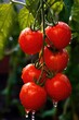 Fresh tomatoes fruit hanging on branch, AI Generated