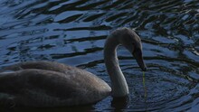 Swan Dips Its Head Under Water