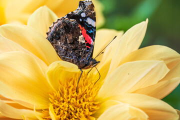 Wall Mural - Indian red admiral butterfly, Vanessa vulcania, collects nectar on a yellow flower closeup.