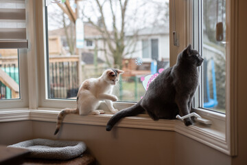 Wall Mural - two cats playing at window