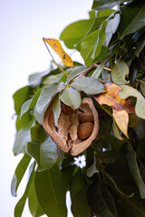 Canvas Print - Brazilian Provision Tree Fruit