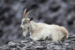 British Primitive Goat (Capra hircus) in Disused Slate Quarry in Snowdonia