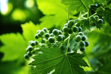 Poster - A bunch of grapes growing on a vine. This image can be used to showcase the beauty of nature and agriculture.