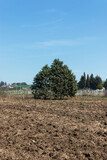 Fototapeta Lawenda - trees in the forest, nature background, amazing forest and garden landscape