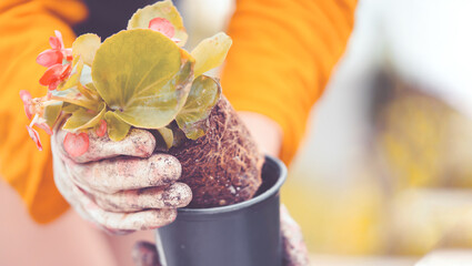 Wall Mural - A closeup of hands of a young gardener with a seedling in a peat pot.