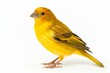 Accurate picture of a belgian canary on white background. Generative AI