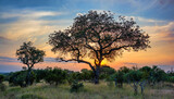 Fototapeta Sawanna - Colourful sunset in thornybush, South Africa
