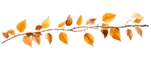 Birch Branch With Dry Autumn Yellow Leaves, Png File Of Isolated Cutout Object On Transparent Background.