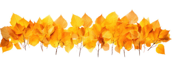 Wall Mural - many autumn dry yellow birch leaves, png file of isolated cutout object on transparent background.