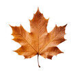 one Dry brown autumn maple leaf, png file of isolated cutout object on transparent background.