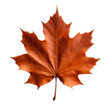 One Dry Brown Autumn Maple Leaf, Png File Of Isolated Cutout Object On Transparent Background.