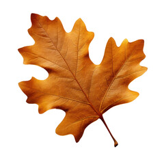 Wall Mural - autumn dry brown oak leaves, png file of isolated cutout object on transparent background.