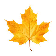 Wall Mural - Dry yellow autumn maple leaf, png file of isolated cutout object on transparent background.