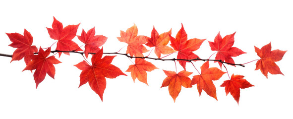 Wall Mural - Autumn maple branch with red-brown dry leaves, png file of isolated cutout object on transparent background.