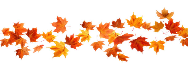 Wall Mural - Flying autumn dry red orange maple leaves, png file of isolated cutout object on transparent background.