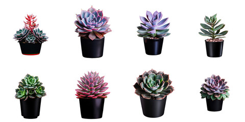 Sticker - Png Set Indoor interior plant displayed alone in black transparent background