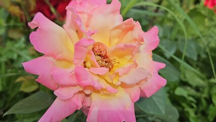 Wall Mural - beautiful delicat pink and yellow flower of rose, close-up