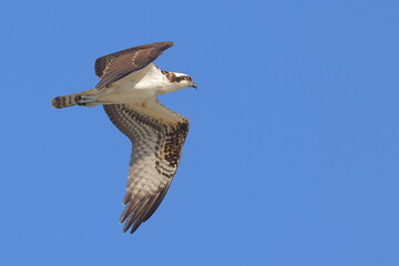 Osprey flying against blue sky. 