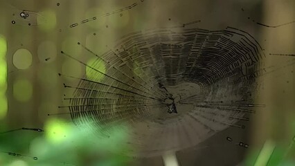 Close up zoom in on a black circular spider web orb in the garden.