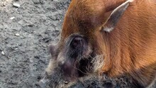 Red River Hog (Potamochoerus Porcus) Looking Around, Head Close-up