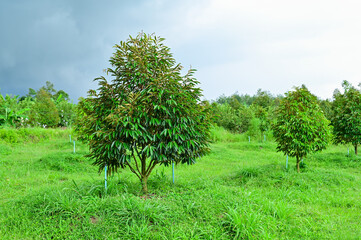 Young durian tree in the garden on sunlight day and pipe water system agriculture in Thailand, durian plantation, the best product place in Chanthaburi Thailand