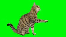 Bengal Cat Sitting Down, Looking Around, Raising Up His Paw On Green Screen Isolated With Chroma Key.