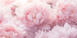Soft pink peonies. Abstract summer background flowers.