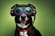 cute portrait of an adorable dog wearing a headset, studio background