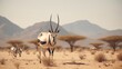 Gemsbok or south african oryx touching on bone-dry arrive in amazingly dry parched districts of southern africa with mountains in foundation