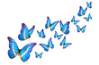 Blue butterfly isolated on white background. PNG File