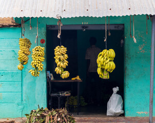 Wall Mural - Ripe and unripe banana bunches on display for sale