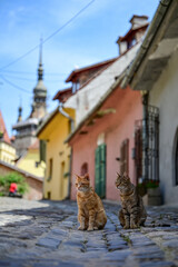 zwei Katzen sitzen in einer Gasse mit Blick zum Stundturm, Turnul cu Ceas bei blauem Himmel im Sommer, Sighisoara, Schäßburg, Siebenbürgen, Rumänien, 14.06.2023	
