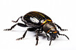 Beautiful bright beetle on a light background. Generative AI