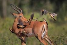 Impala Chasing Red-billed Oxpeckers Off Its Back