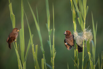 Wall Mural - Thick-billed weaver male displaying next to nest it built on green reeds