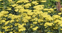 Profusion Of Small Yellow Tiny Flowers Of Achillea Filipendulina (Fernleaf Yarrow)  In Clusters Blooming On Stout Stems With Fern-like Foliage Growing As Decorative Plant In A Field
