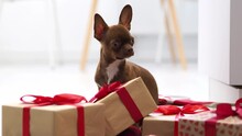 Portrait Of A Christmas Dog. A Small, Cute Brown Chihuahua Puppy Sits Next To Gift Boxes. Dog Wishes Happy New Year. Holiday Greeting Concept, Giving A Gift In A Gift Box.