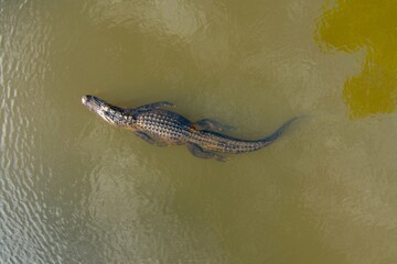 Wall Mural - Aerial view of an American Alligator